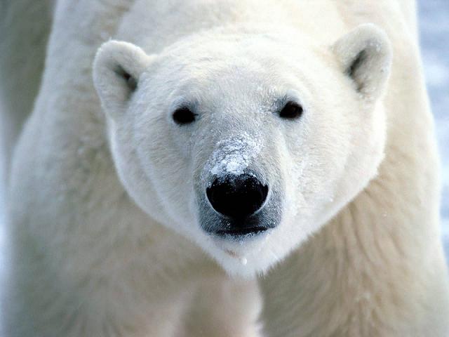 polarbear